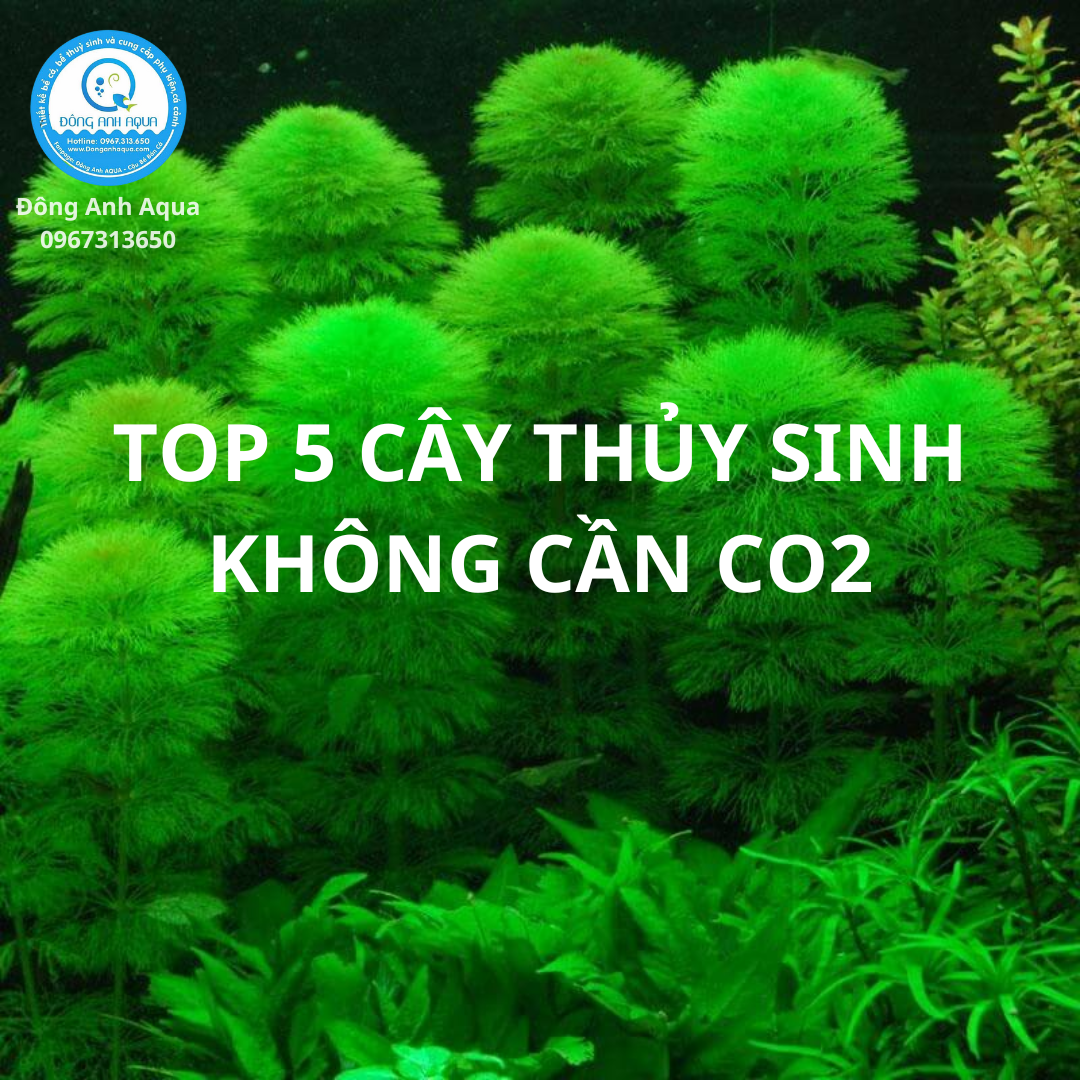top5-cay-thuy-sinh